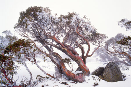 Snow gum ~ Snowy Mountains ~ NSW