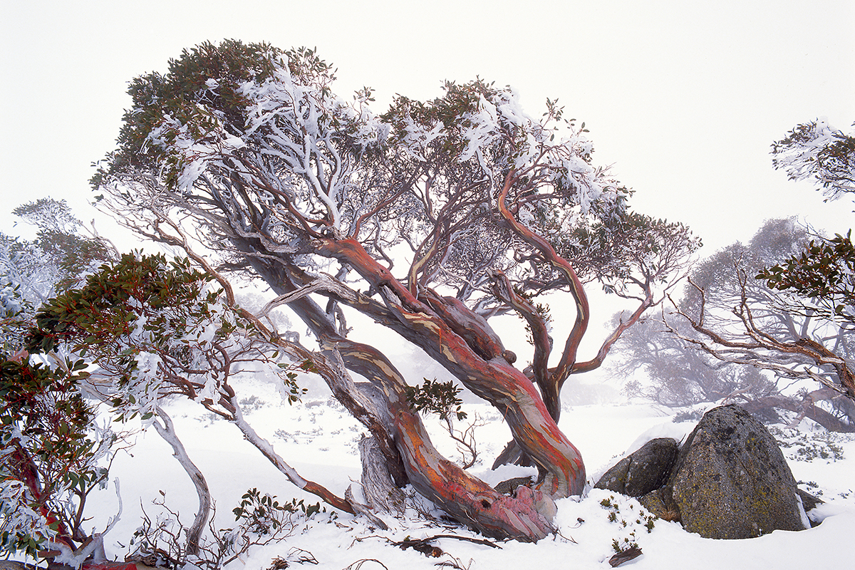 Snow gum ~ Snowy Mountains ~ NSW | Jonathan Marks Photography