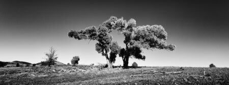 Tree ~ Outback ~ SA