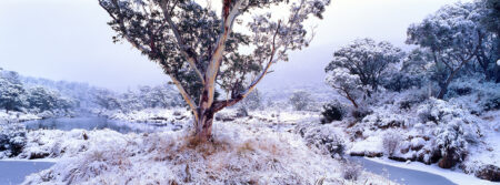 Thredbo River ~ Snowy Mountains ~ NSW