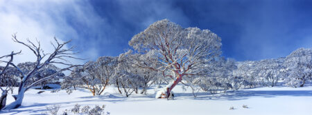 Snow gum ~ NSW