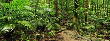 Tropical Rainforest ~ QLD