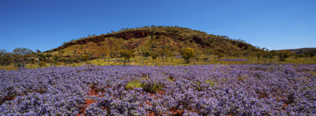 Wildflowers ~ WA