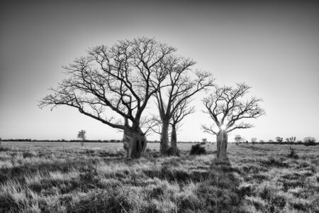 Sunrise ~ Boab Trees ~ The Kimberley ~ WA