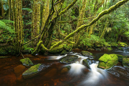 Small stream ~ Tasmanian Wilderness ~ TAS