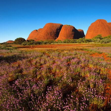 Kata Tjuta and Wildflowers ~ Uluru-Kata Tjuta National Park ~ NT